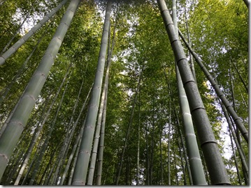 竹山がすんごく綺麗で