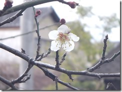 2016_0215八千代座　肥後にわか0037