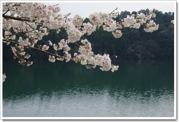 桜.JPG