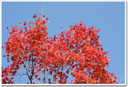 IMG_7645.JPG